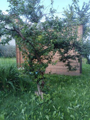 Коллективный сад номер 7, участок 58 в Красноуральске - krasnouralsk.yutvil.ru - фото 28 Коллективный сад номер 7, участок 58 в Красноуральске - krasnouralsk.yutvil.ru - фото 28