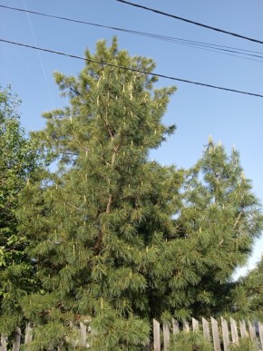 ул. Полынная,29 в Красноуральске - krasnouralsk.yutvil.ru - фото 18 ул. Полынная,29 в Красноуральске - krasnouralsk.yutvil.ru - фото 18